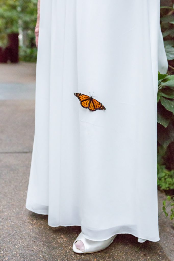butterfly on wedding dress