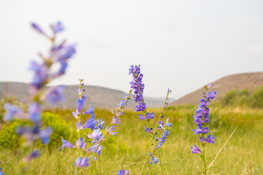 Wildflowers in a field in Gunnison Colorado.