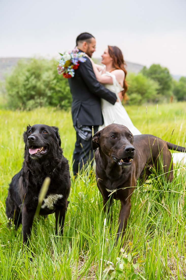 Dogs smile at the camera while bride and groom embrace in the background during this Colorado elopement with pups.